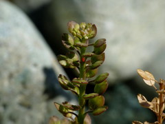 Lepidium bonariense