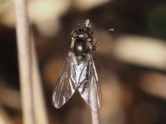 Melangyna pavlovskyi