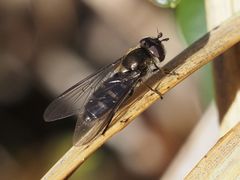 Melangyna pavlovskyi