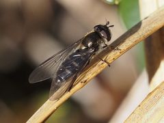 Melangyna pavlovskyi