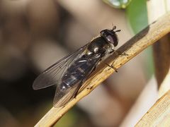 Melangyna pavlovskyi