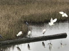 Egretta caerulea