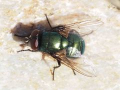 Neomyia viridescens