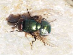 Neomyia viridescens