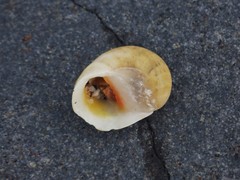 Nerita erythrostoma