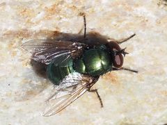 Neomyia viridescens