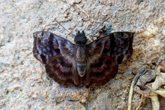 Ebrietas