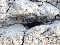 Limodromus