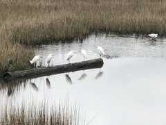 Egretta thula