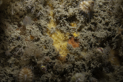 Halicnemia verticillata