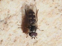 Melangyna pavlovskyi