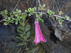 Schmidtottia parvifolia
