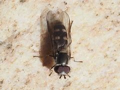 Melangyna pavlovskyi