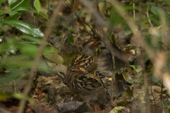 Odontophorus gujanensis