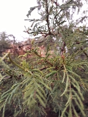 Vachellia caven