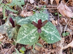 Trillium cuneatum