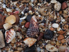 Clypeomorus batillariaeformis