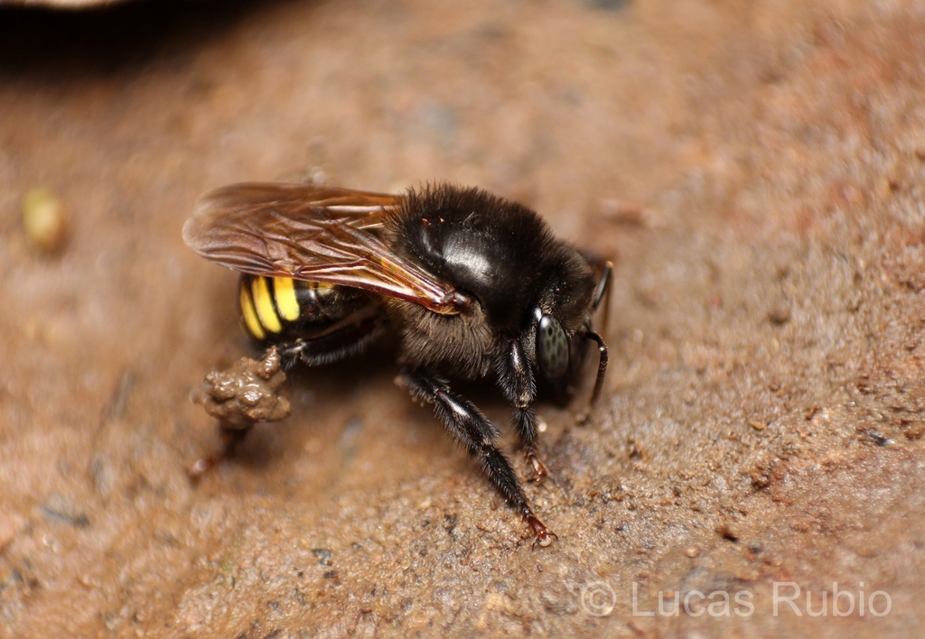 Anthidioid Four-striped Melipona