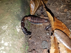 Centruroides edwardsii