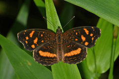 Anthanassa drusilla drusilla