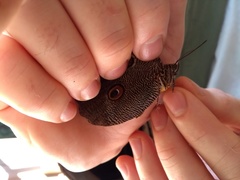 Dasyophthalma creusa