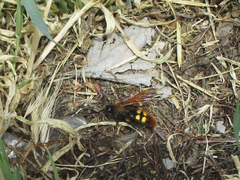 Megascolia maculata maculata