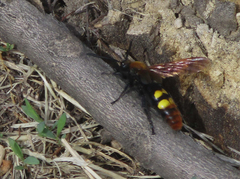 Megascolia maculata maculata