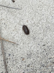 Armadillidium vulgare