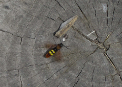 Megascolia maculata maculata