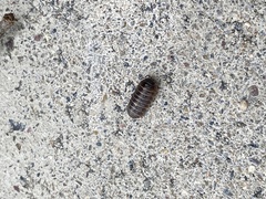 Armadillidium vulgare