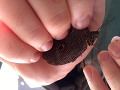 Dasyophthalma creusa