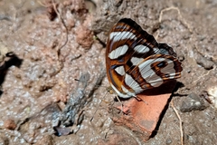 Dynamine aerata