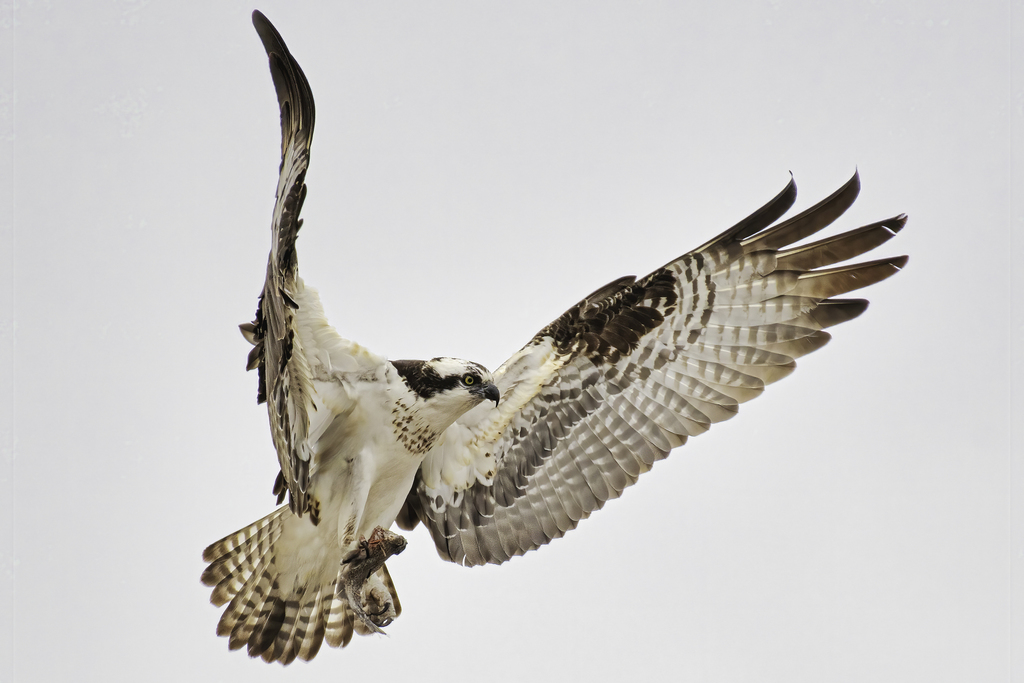 Ospreys