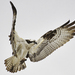 Osprey - Photo (c) dplawrance, some rights reserved (CC BY-NC-ND), uploaded by dplawrance
