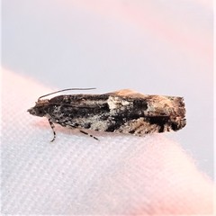 Chimoptesis gerulae