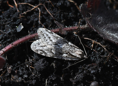 Semioscopis