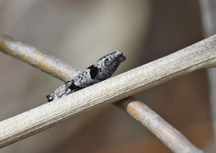 Pseudexentera vaccinii