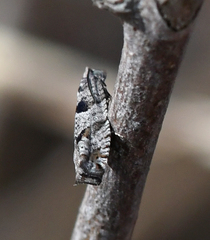 Pseudexentera vaccinii