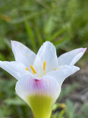 Zephyranthes simpsonii