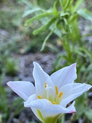 Zephyranthes simpsonii