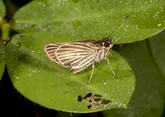 Callimormus radiola radiola