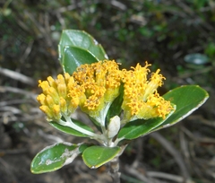 Antillanthus moaensis