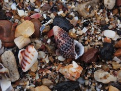 Clypeomorus batillariaeformis