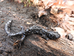 Ambystoma laterale