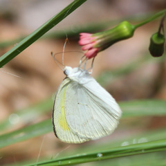 Eurema elathea flavescens