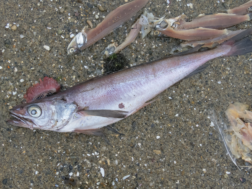 South Pacific Hake