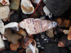 Rhinoclavis sinensis