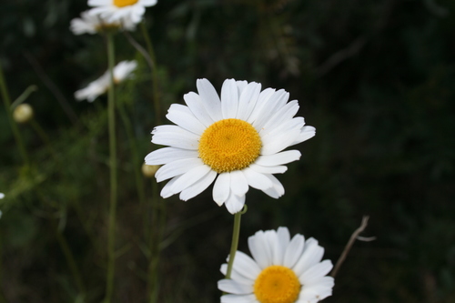 Leucanthemum gracilicaule (Leucanthemum gracilicaule)