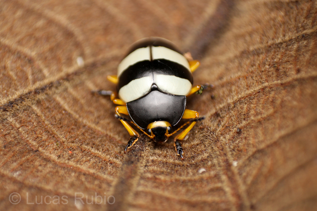 Iphiclus trifasciatus