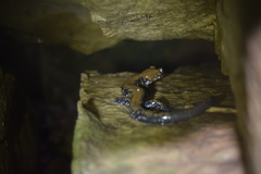 Plethodon petraeus